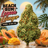 Beach Bum Lagoon Lounger Hybrid Flower - 7g Brandon Vape SuperStore and Cannabis Manitoba Canada