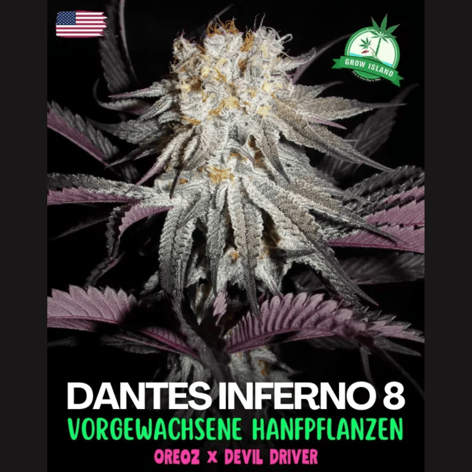 Hidden Stash Dante's Inferno Indica Flower-7g Brandon Vape SuperStore and Cannabis Manitoba Canada