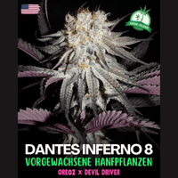 Hidden Stash Dante's Inferno Indica Flower-7g Brandon Vape SuperStore and Cannabis Manitoba Canada